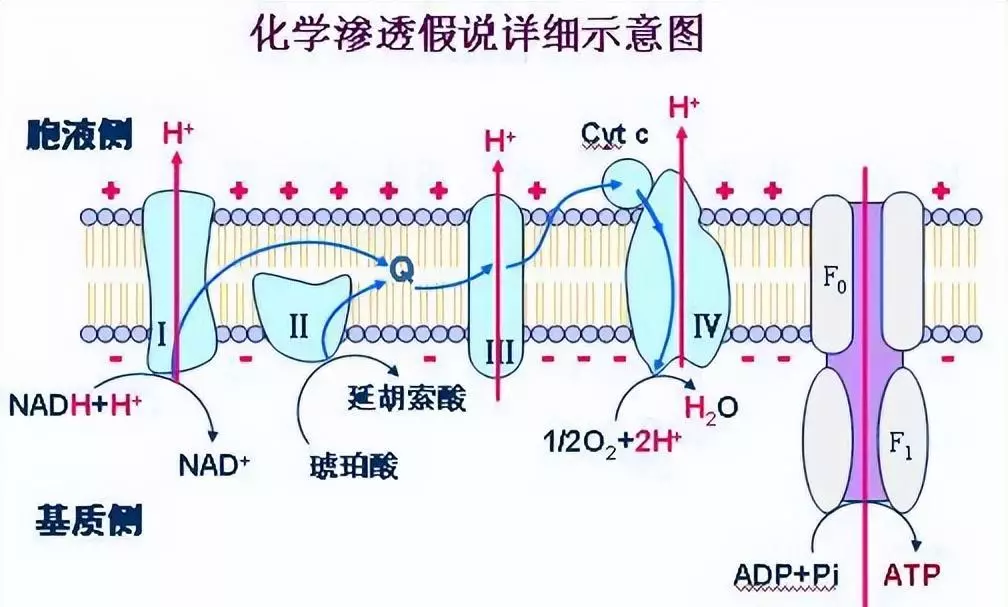 氧化磷酸化名词解释细胞生物学(1)