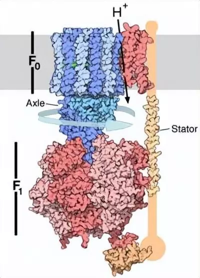 氧化磷酸化名词解释细胞生物学(2)