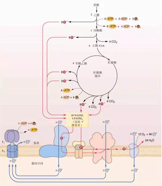 氧化磷酸化名词解释细胞生物学(3)