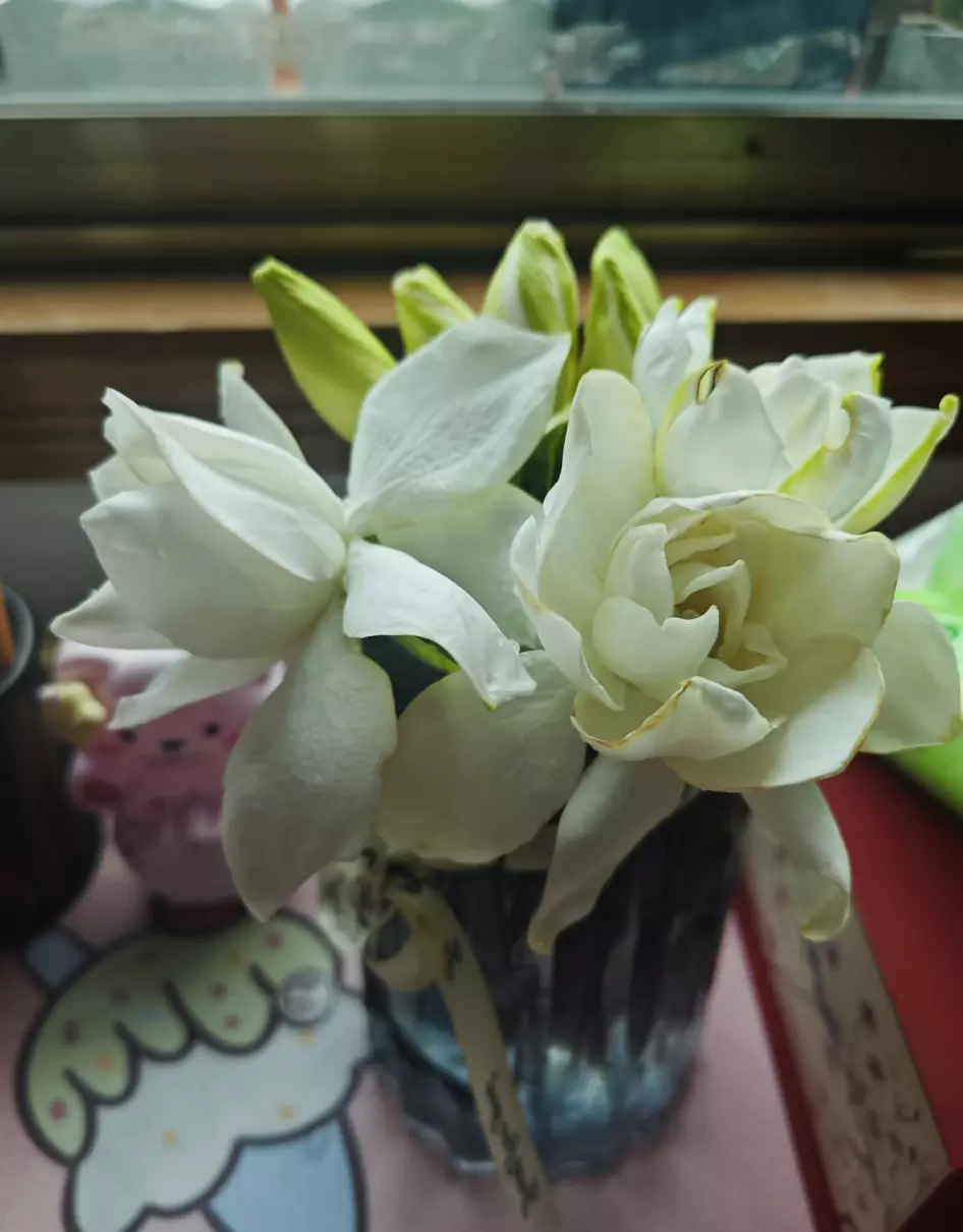 栀子花开呀开下一句是什么歌词(1)