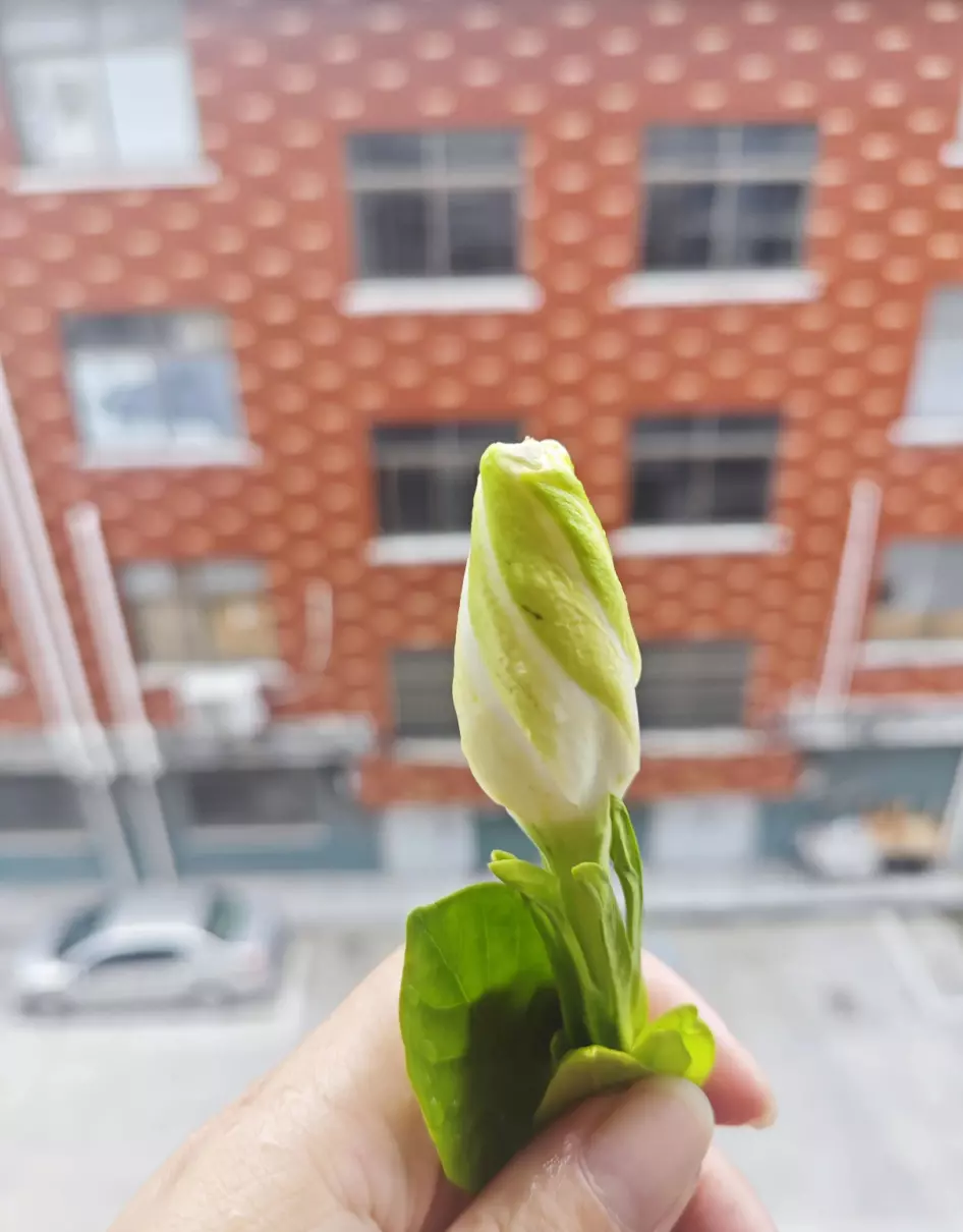 栀子花开呀开下一句是什么歌词(3)