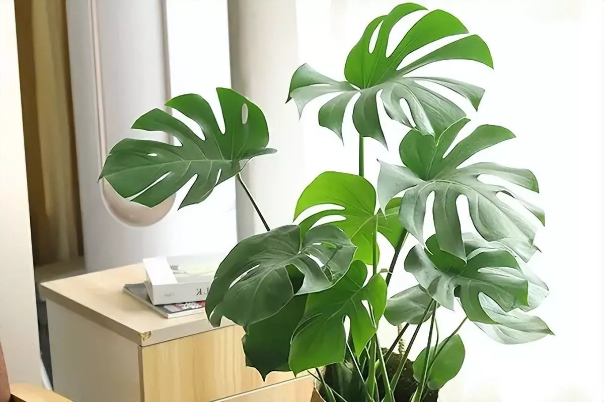龟背竹的养殖方法和注意事项有毒吗(4)
