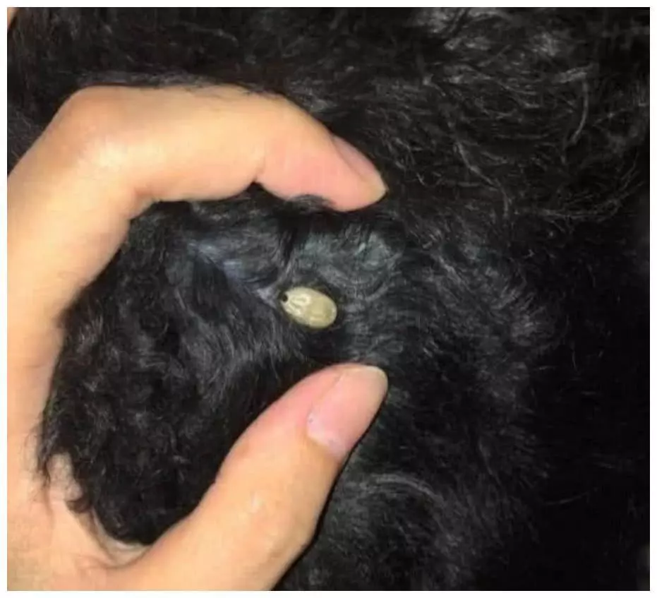鹿犬身上长了好多疙瘩是怎么回事(2)