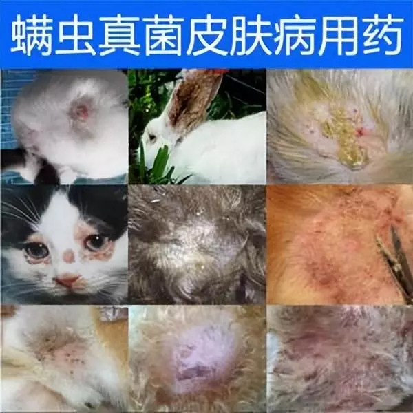 鹿犬身上长了好多疙瘩是怎么回事(3)
