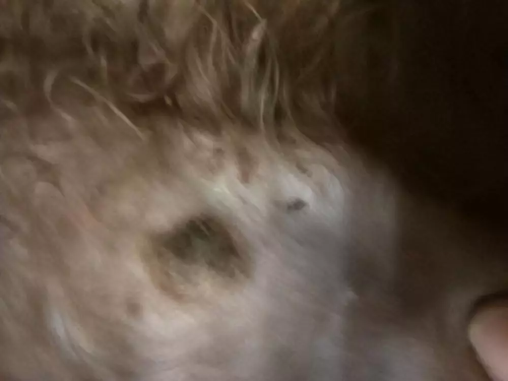 鹿犬身上长了好多疙瘩是怎么回事(5)
