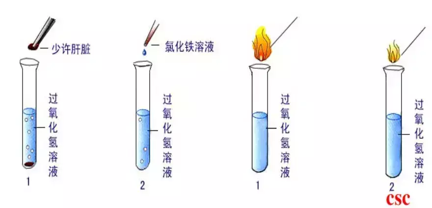 酶的基本组成单位是什么或什么(1)
