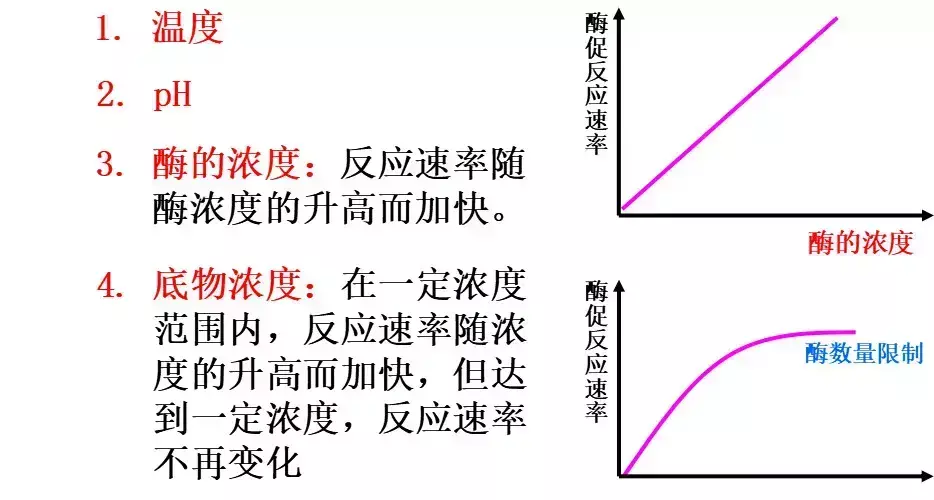 酶的基本组成单位是什么或什么(2)