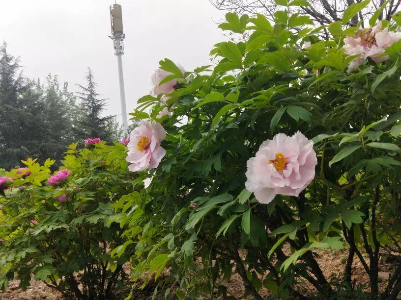 介绍的近义词是什么(最佳答案)(1)