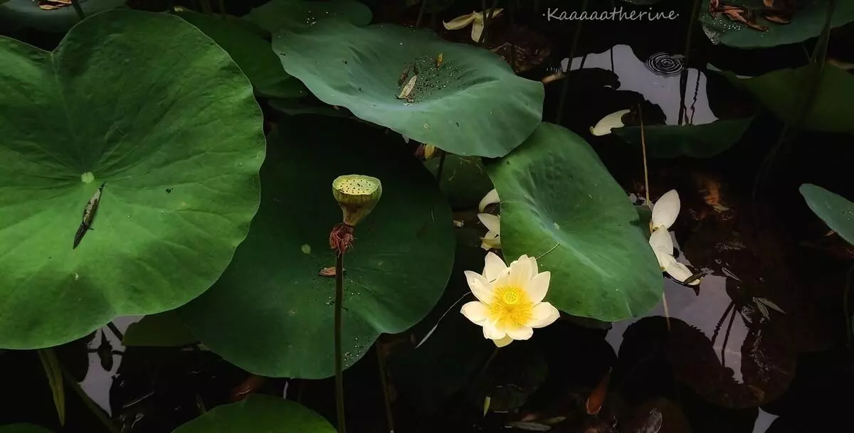 散曲包括什么和什么两种形式(2)