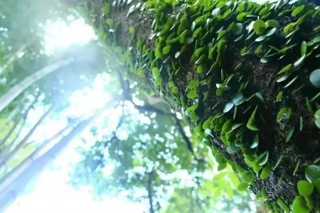 竹林木屋文案怎么写(1)