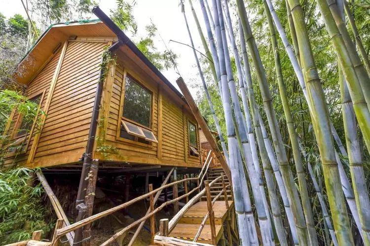 竹林木屋文案怎么写(55)