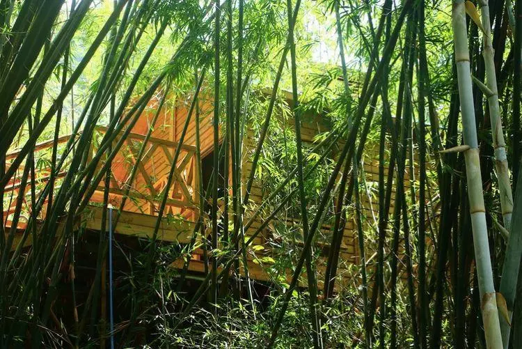 竹林木屋文案怎么写(58)