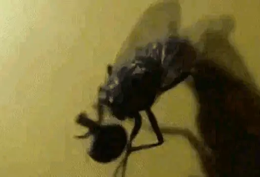 苍蝇为什么会搓手有时候还会把头摘下来(2)