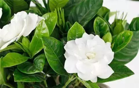 栀子花浇水加白醋还是食用醋(1)