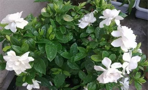 栀子花浇水加白醋还是食用醋(3)