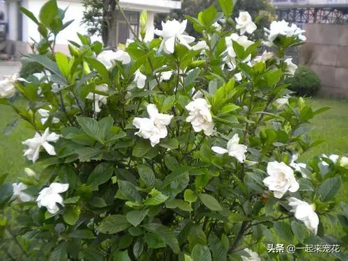 栀子花浇水加白醋还是食用醋(6)
