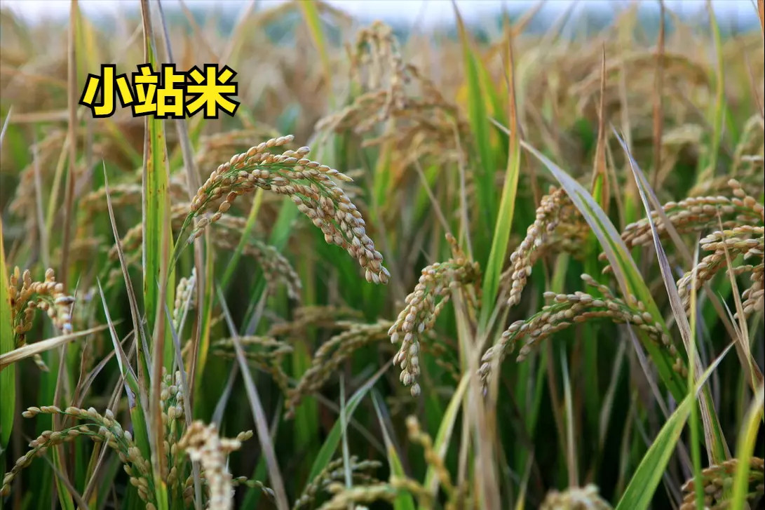 中国大米排名在哪里看(11)