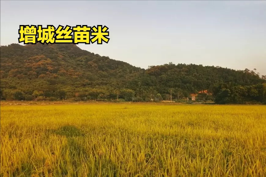 中国大米排名在哪里看(13)