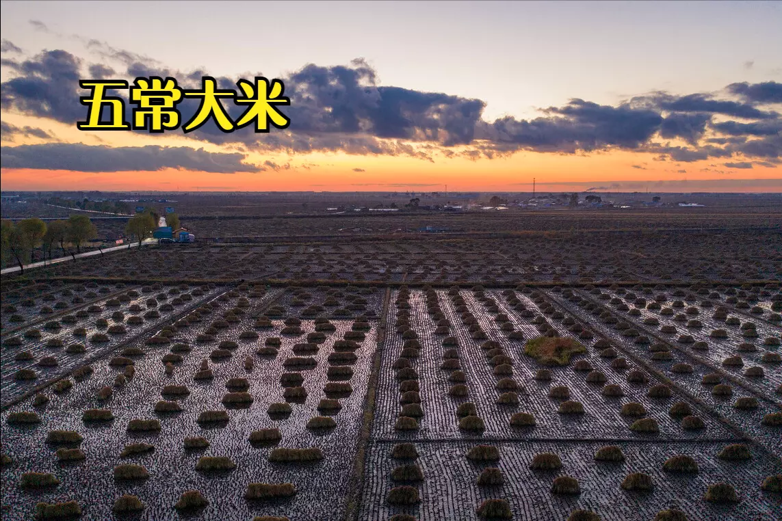 中国大米排名在哪里看(2)