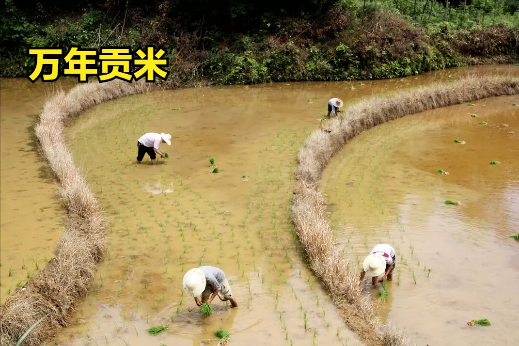 中国大米排名在哪里看(9)