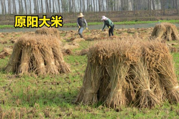 中国大米排名在哪里看.