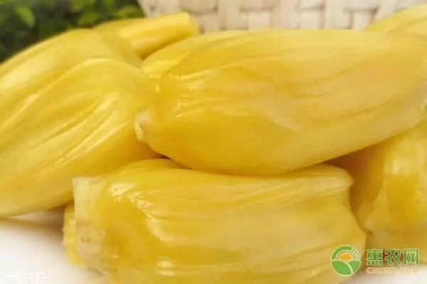 菠萝蜜和榴莲蜜是一个东西吗(1)