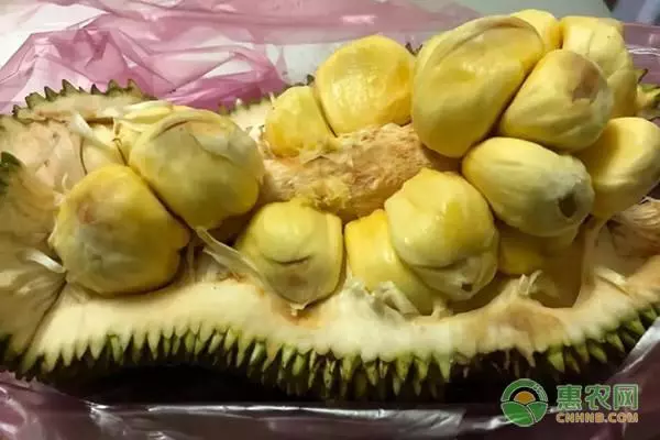 菠萝蜜和榴莲蜜是一个东西吗(3)