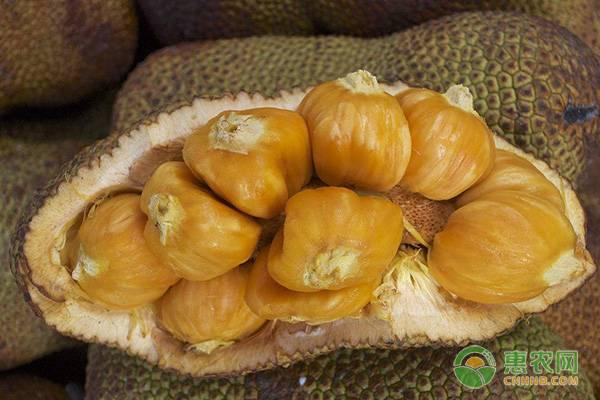 菠萝蜜和榴莲蜜是一个东西吗.
