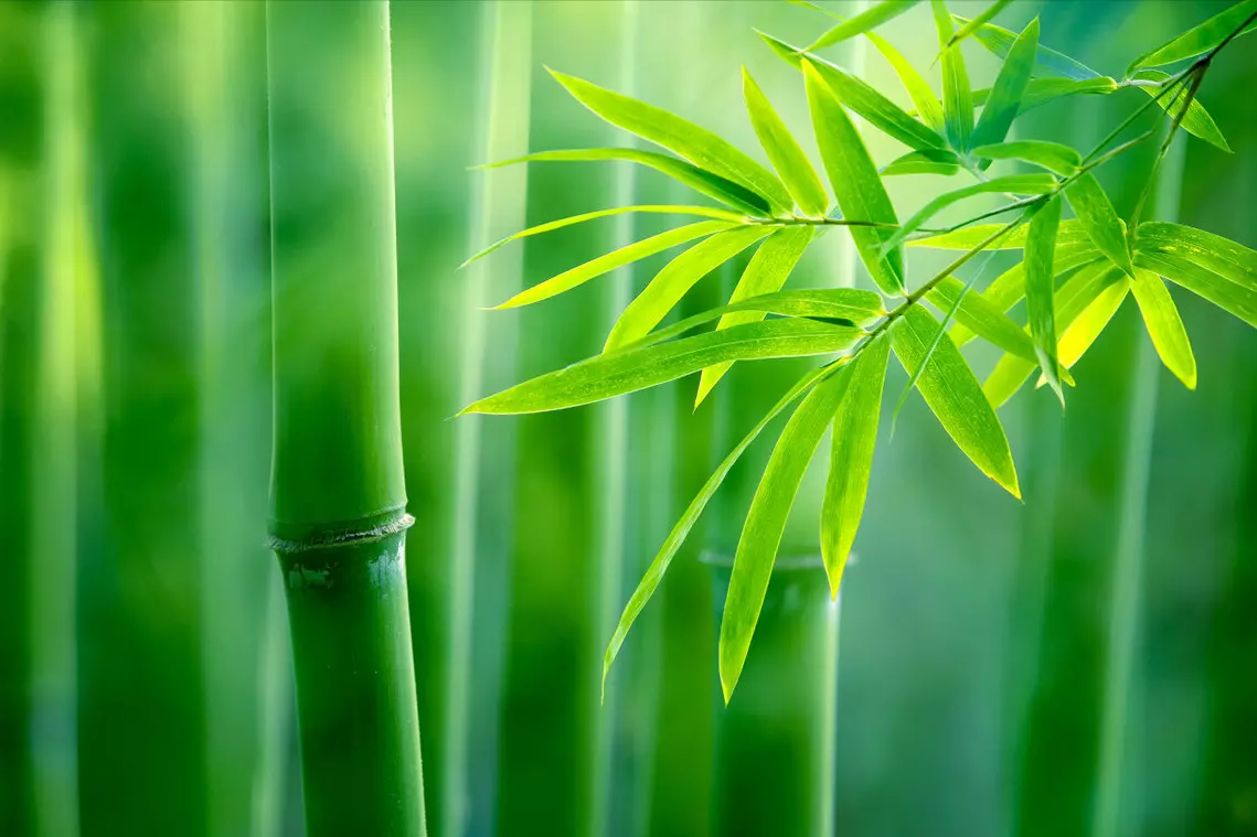 送灵澈上人 唐 刘长卿拼音(3)