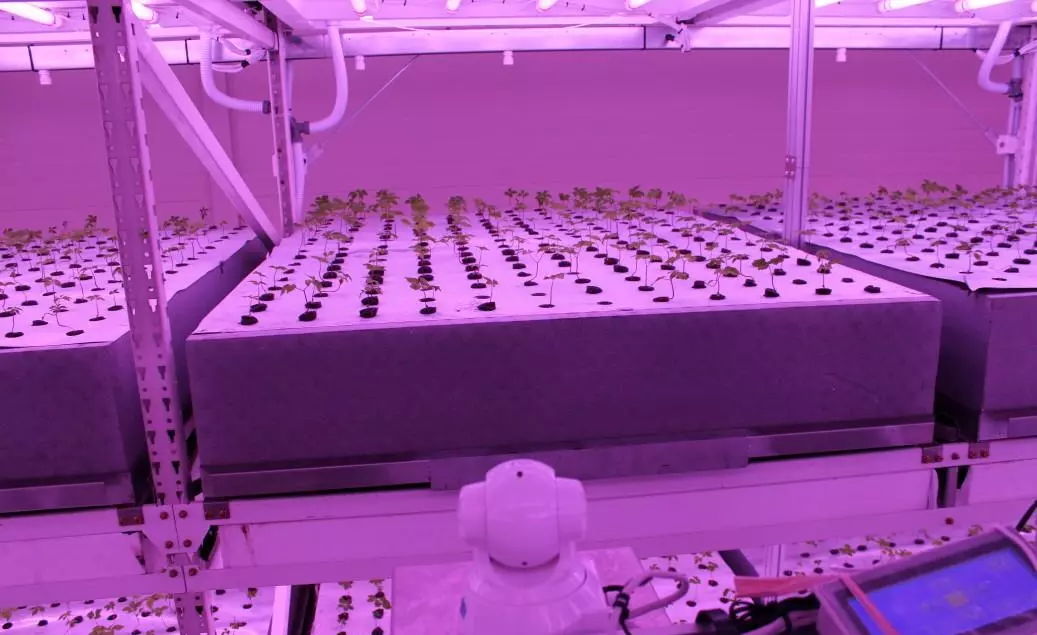 我的世界植物魔法工厂环怎么用(10)