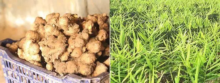 怀姜糖膏可以调理月经不调吗(6)