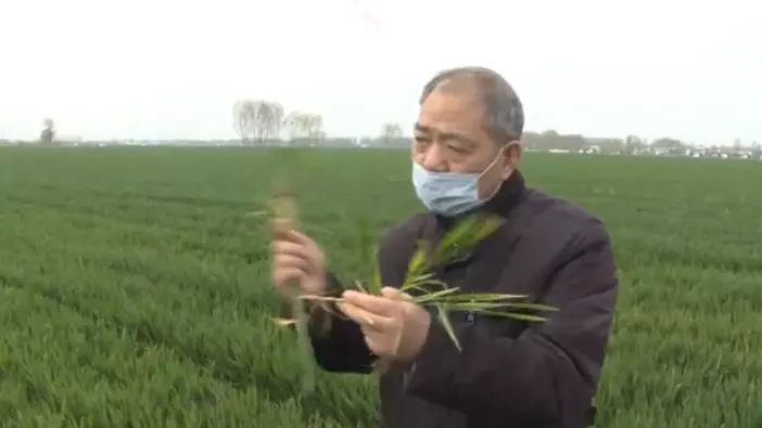 小麦拔节期用什么肥料好(3)