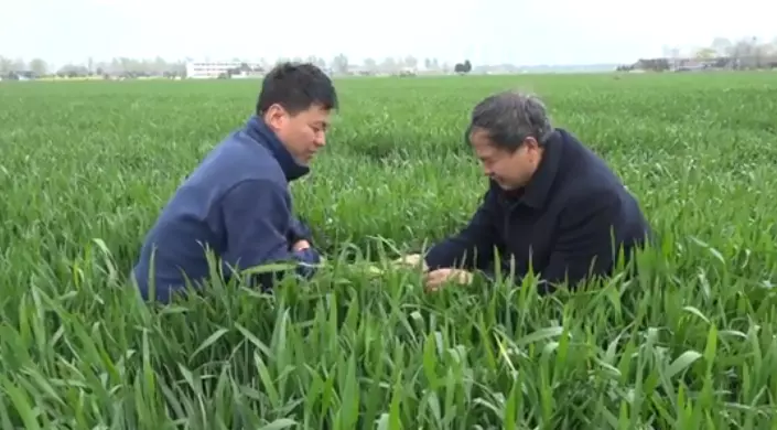 小麦拔节期用什么肥料好(6)