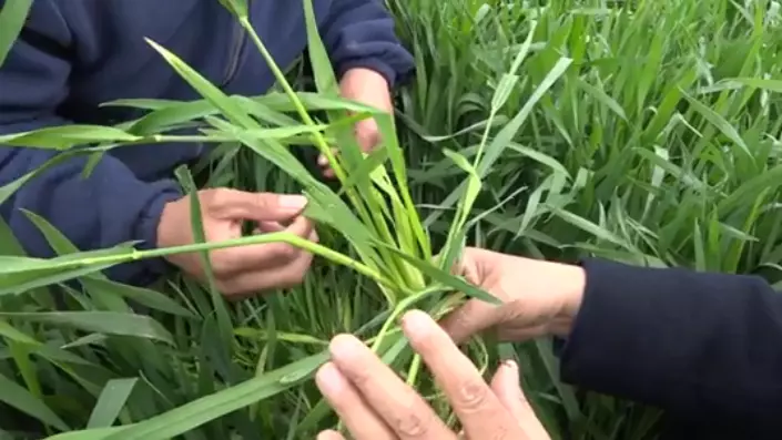 小麦拔节期用什么肥料好(7)
