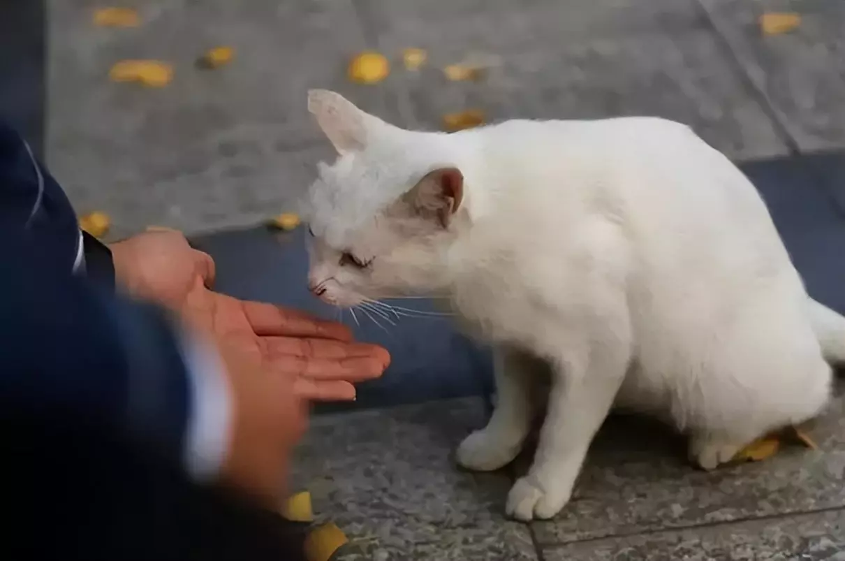 宠物猫跑出去了会不会自己找回来(2)