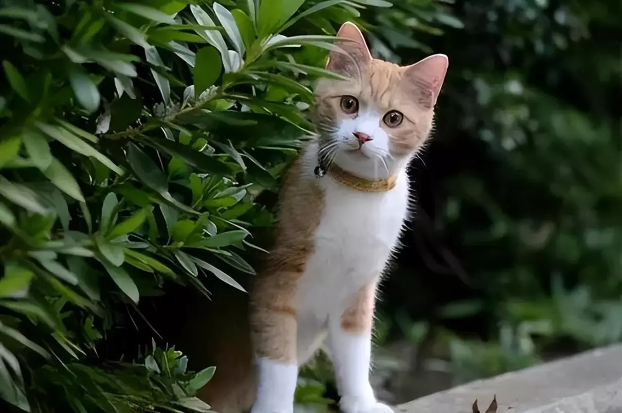 宠物猫跑出去了会不会自己找回来(3)