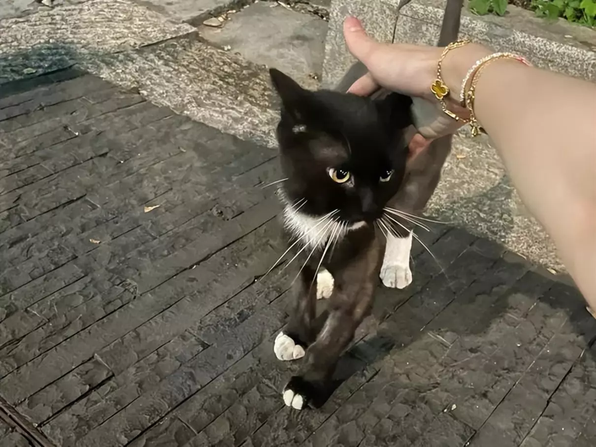 宠物猫跑出去了会不会自己找回来(4)