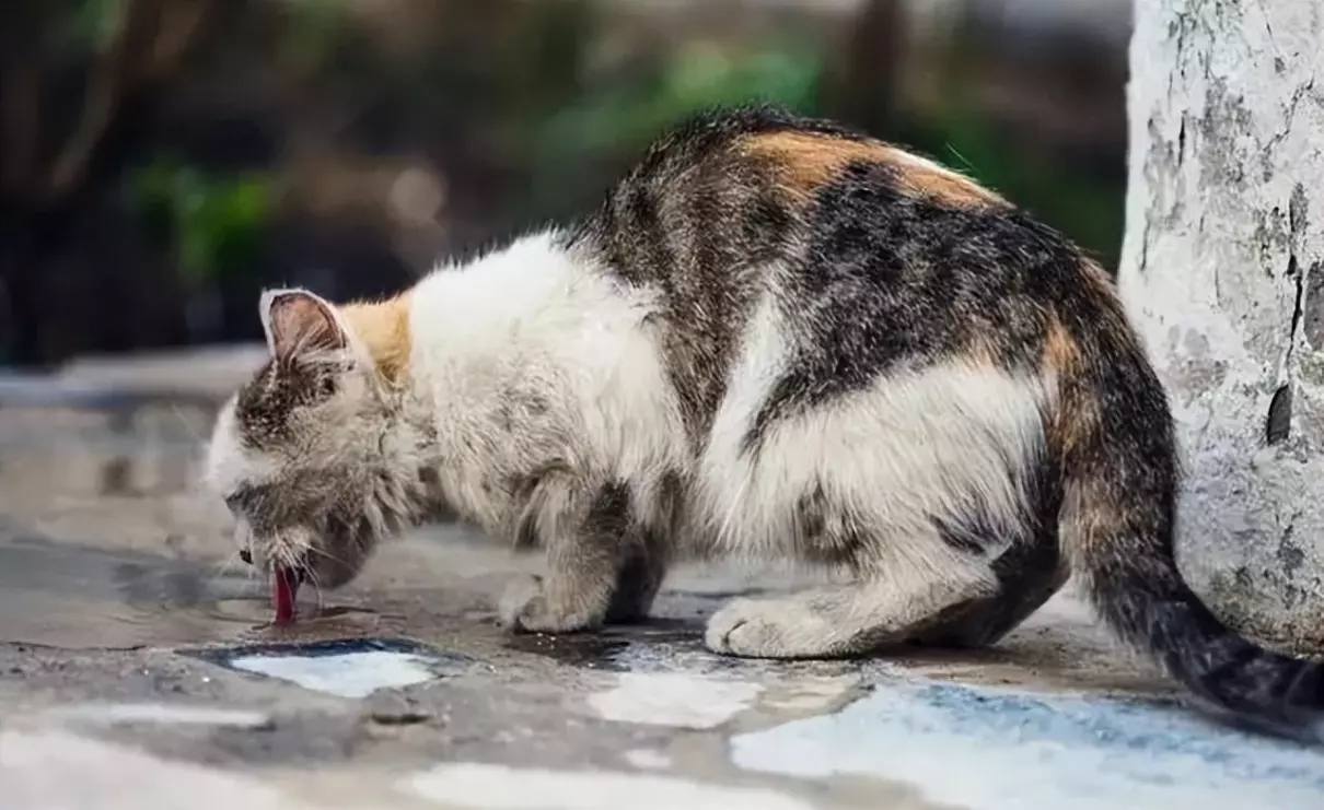 宠物猫跑出去了会不会自己找回来(5)
