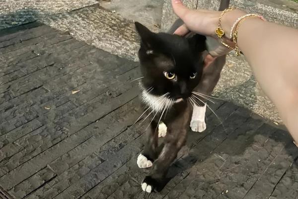 宠物猫跑出去了会不会自己找回来.