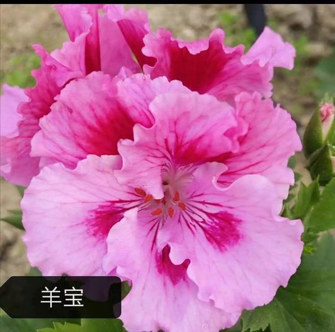 天竺葵春化是什么意思啊(1)