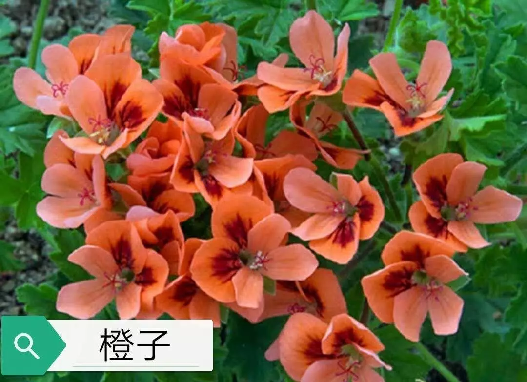 天竺葵春化是什么意思啊(3)