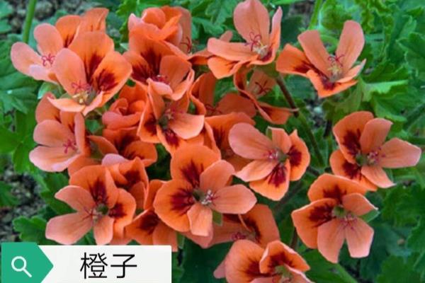 天竺葵春化是什么意思啊.