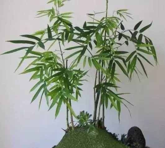 竹子叶子发黄的原因(2)