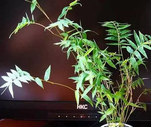 竹子叶子发黄的原因(3)