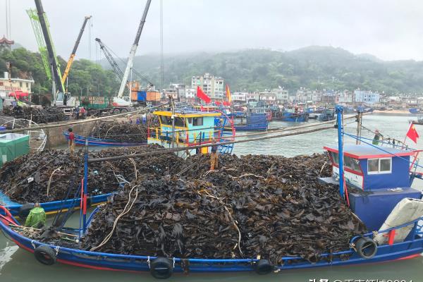 宁德去西洋岛怎么走.