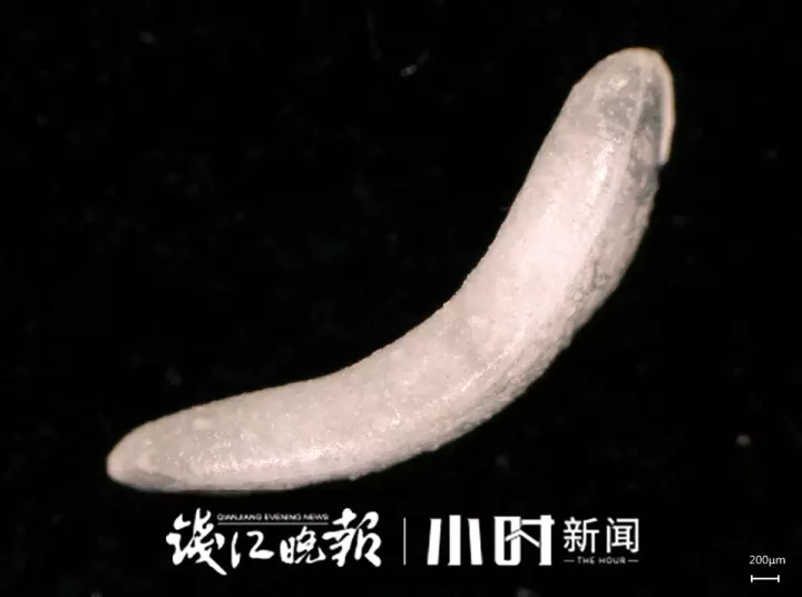 自热米饭的米是什么米口感那么滑(9)