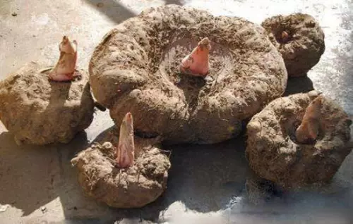 魔芋哪些人不能吃有腰椎间盘的能吃吗(1)