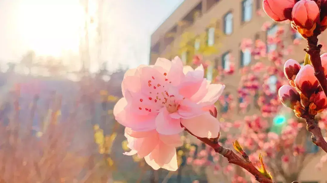 大连日语专业学校综合排名(2)