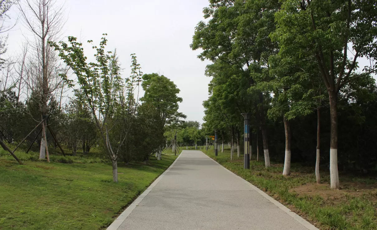 行道树木的日常养护包括哪些内容(1)