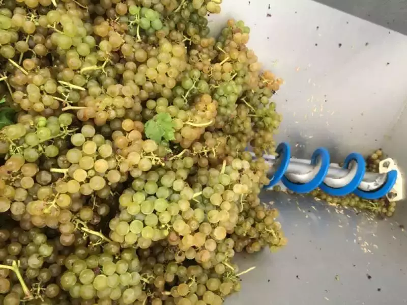 葡萄酒酿造工艺有哪些(15)
